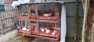 Bird House For Sale
