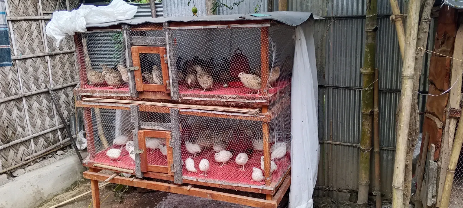 Bird House For Sale