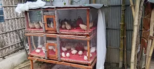 Bird House For Sale