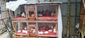 Bird House For Sale