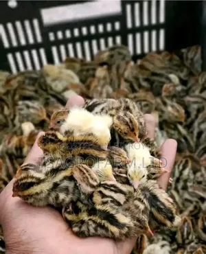 Japanese Quail Chicks