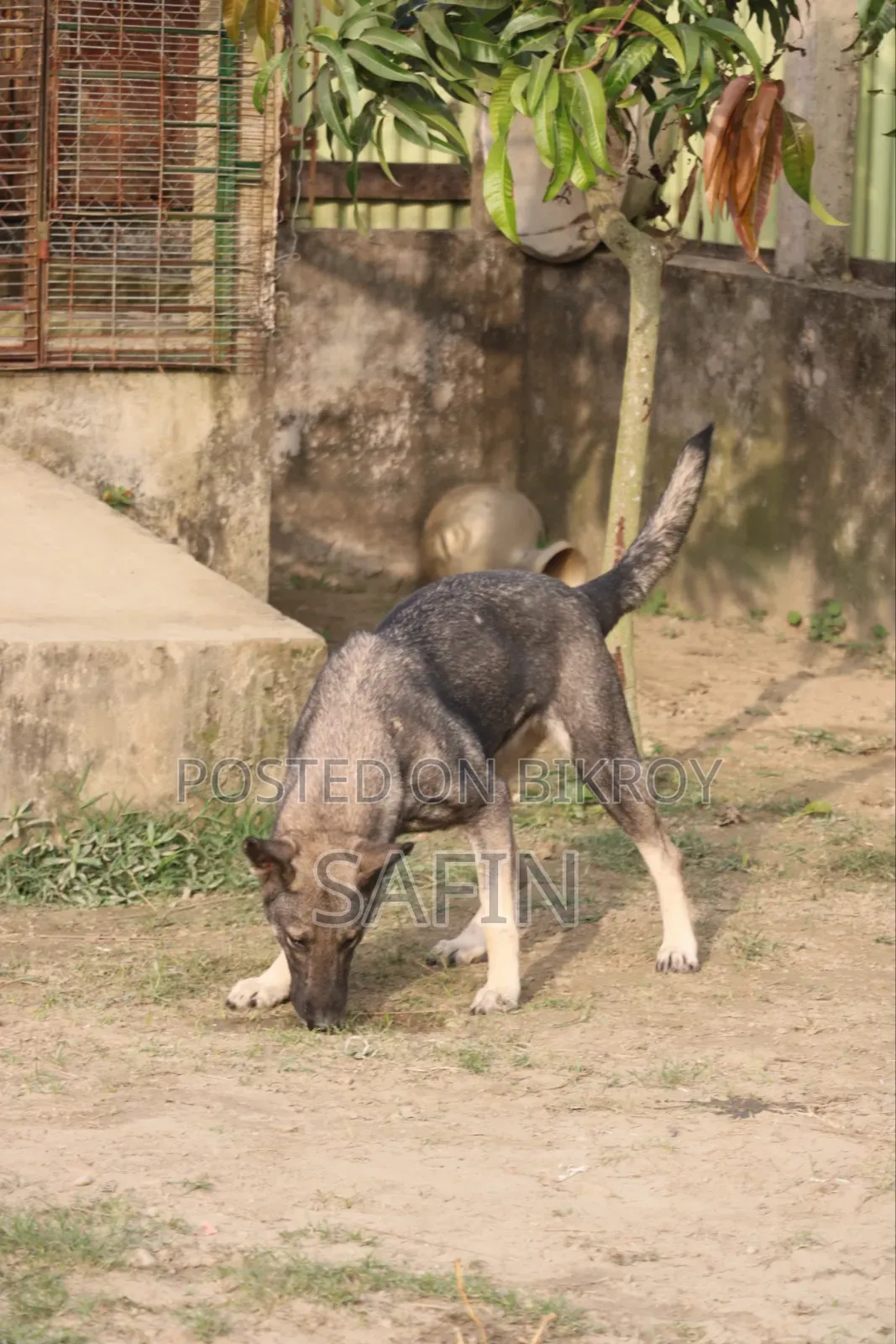 1+ Year Male Purebred German Shepherd