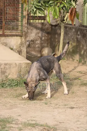 1+ Year Male Purebred German Shepherd