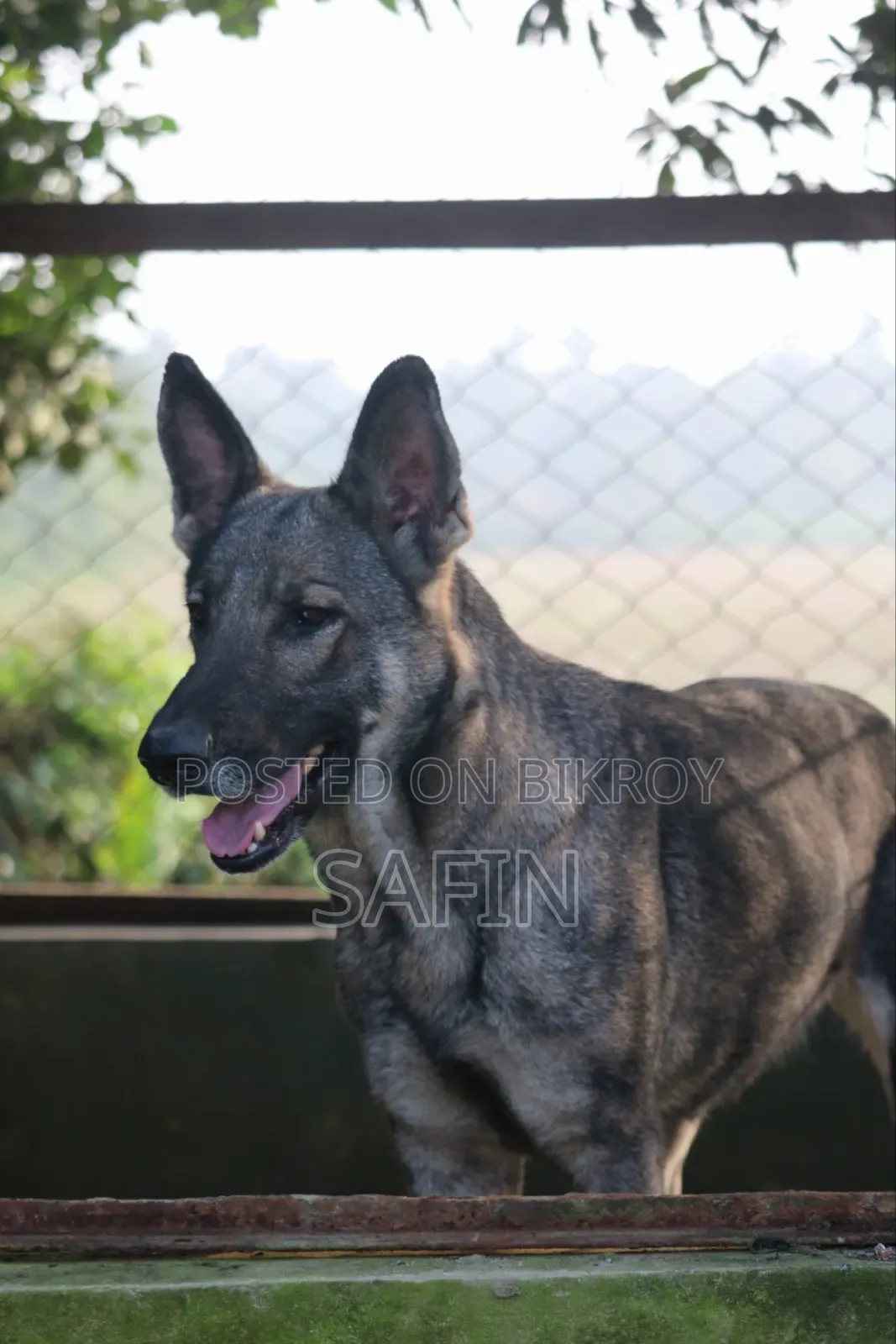 1+ Year Male Purebred German Shepherd