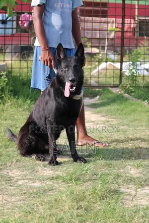 1+ Year Male Purebred German Shepherd