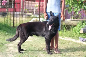 1+ Year Male Purebred German Shepherd