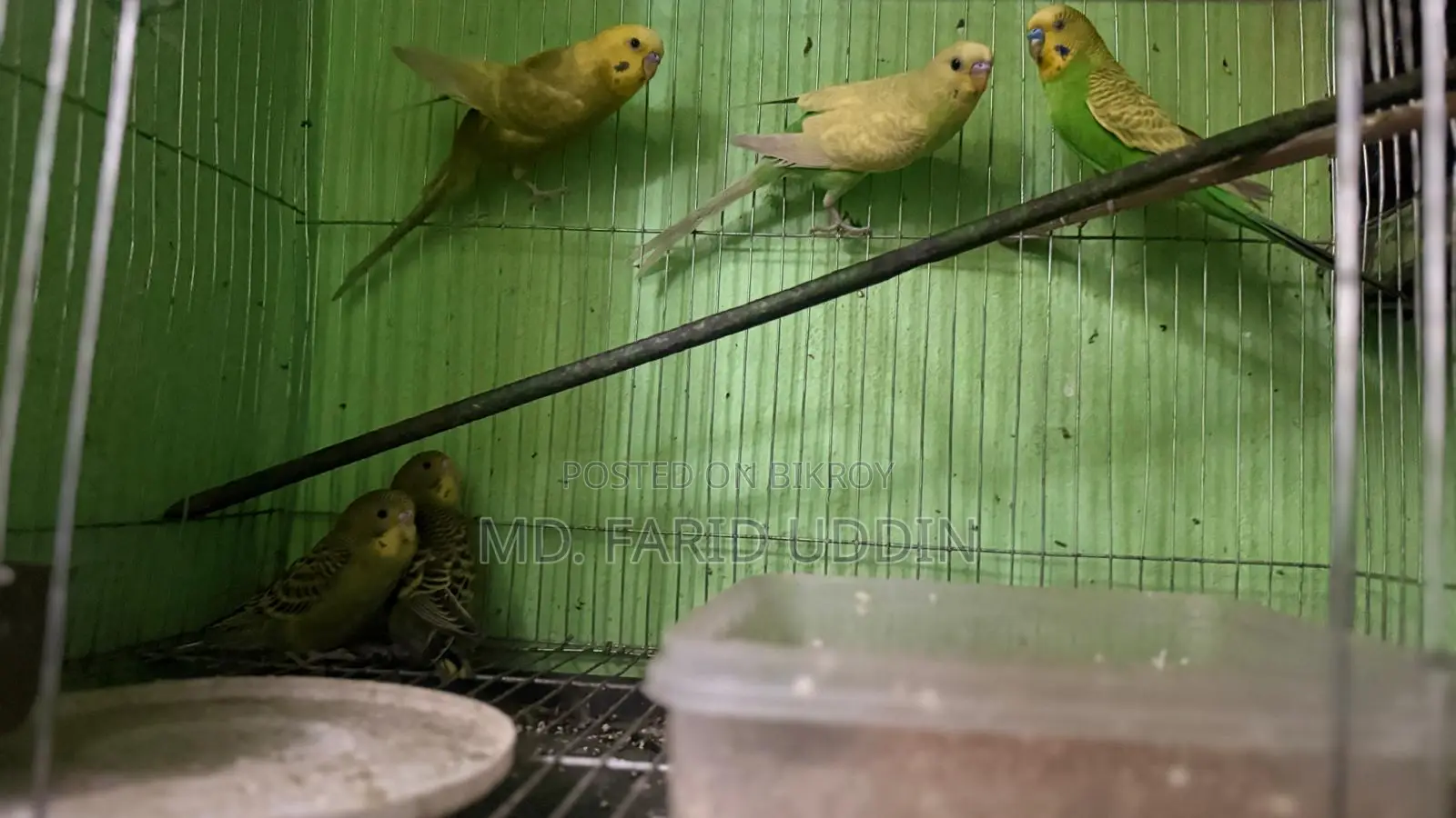Budgerigar