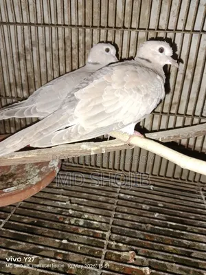 Healthy 3-Month-Old Dove Birds Available