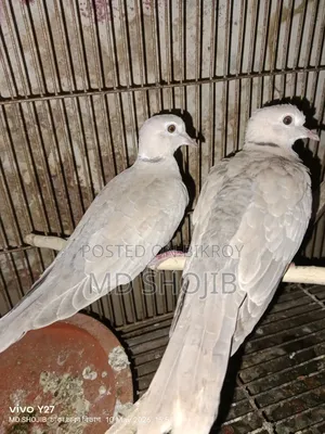 Healthy 3-Month-Old Dove Birds Available