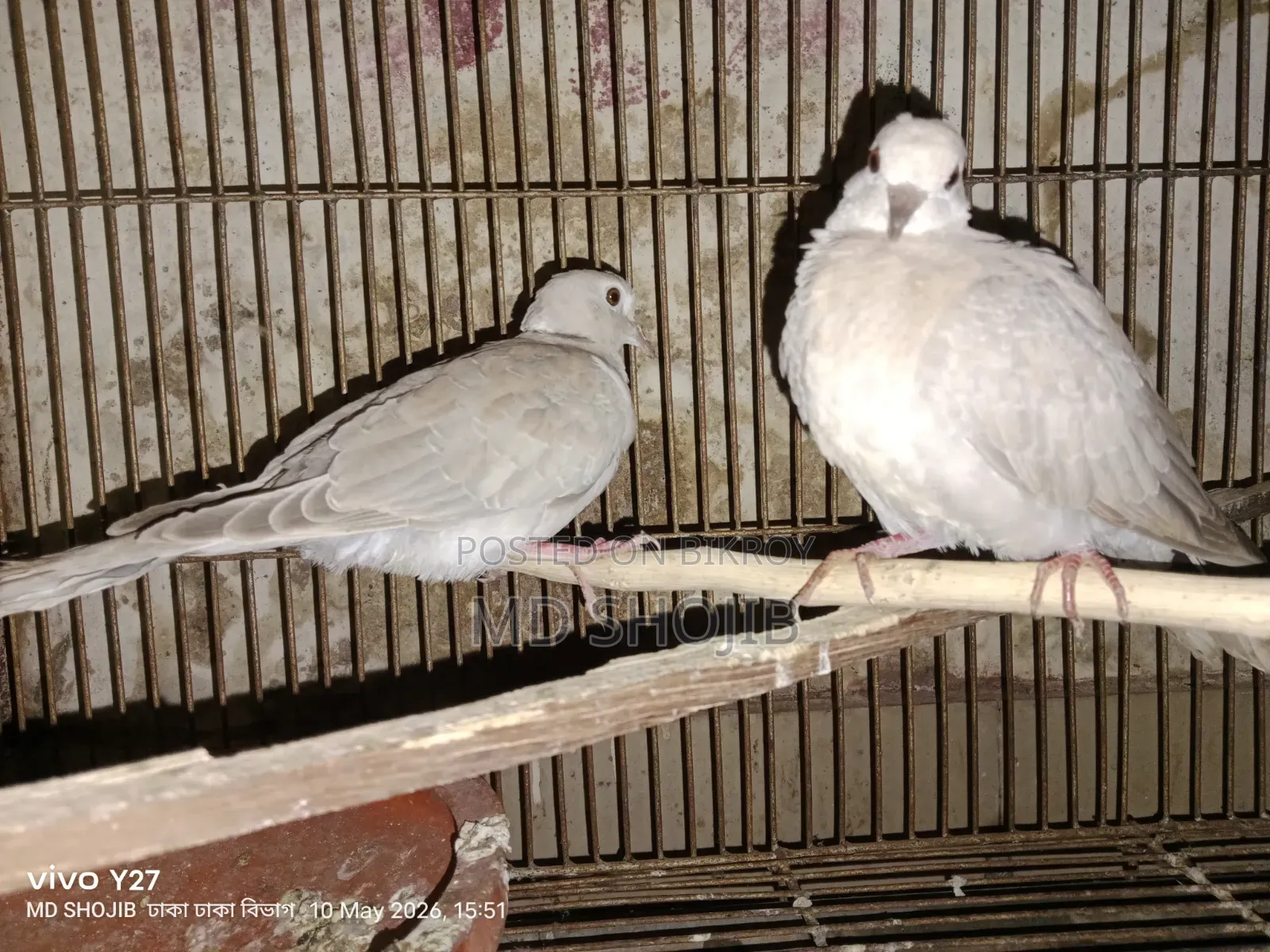 Healthy 3-Month-Old Dove Birds Available
