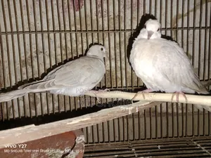 Healthy 3-Month-Old Dove Birds Available