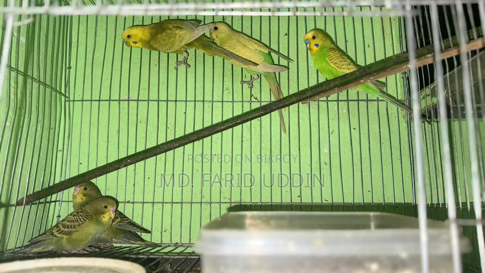 Budgerigar