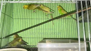 Budgerigar