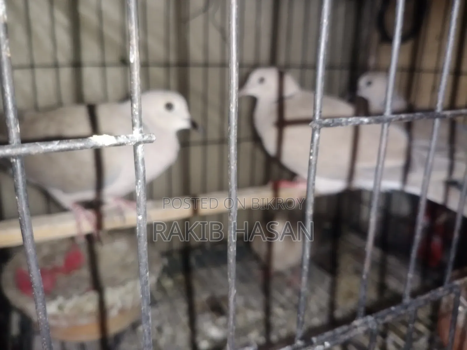 অস্ট্রেলিয়ান ঘুঘু