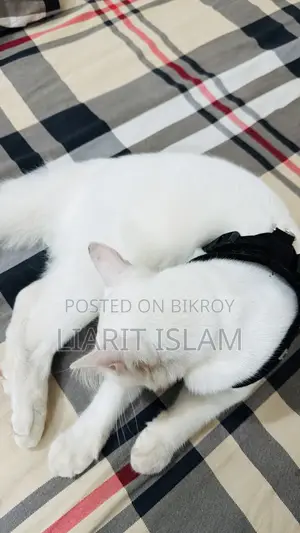 ৬-১২ মাস বয়সী পুরুষ বিশুদ্ধ পার্সিয়ান বিড়াল