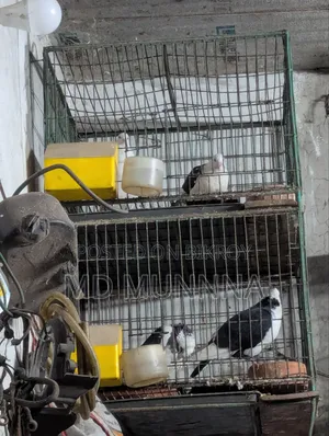 ২৪/২৪ মোটা রডের খাঁচা