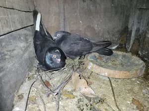কবুতর বিক্রয় হবে