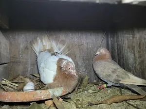 Pigeons for sale