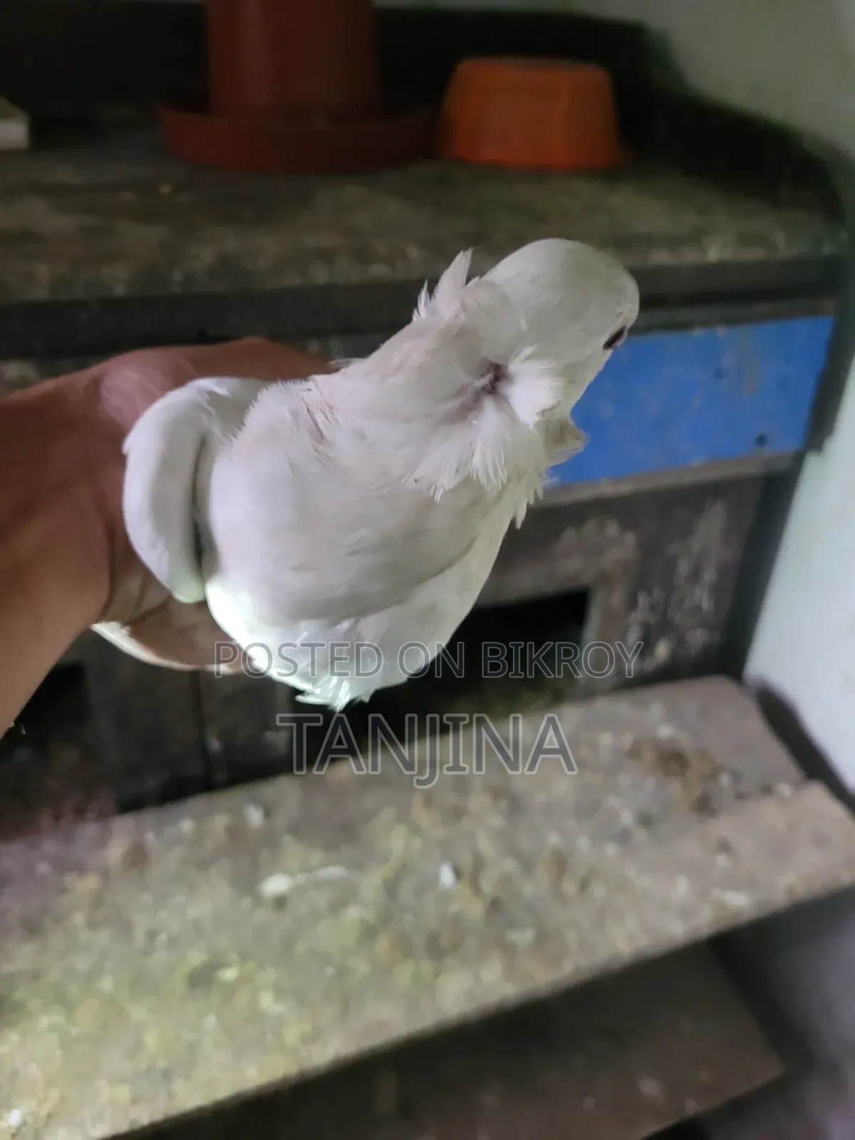 কবুতর বিক্রয় হবে