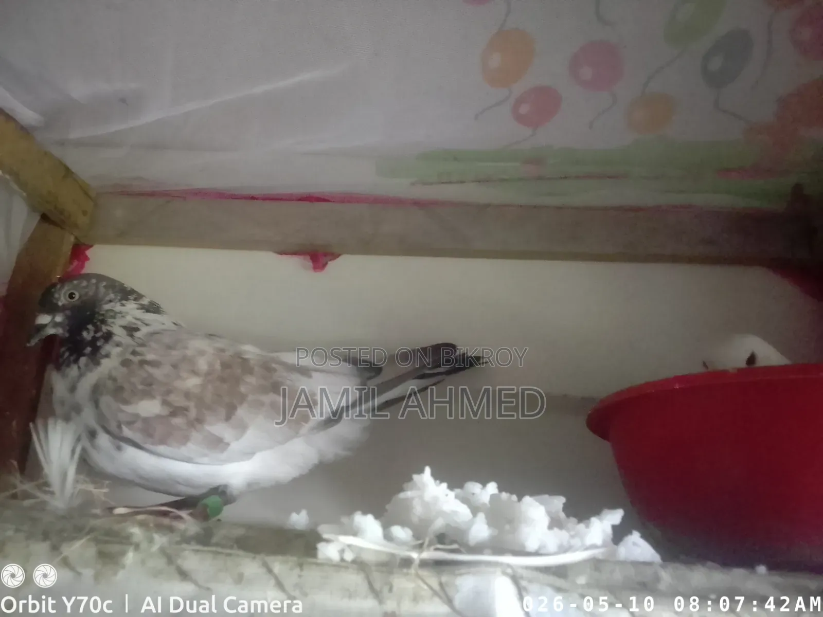 Rani Giribaz Pigeons