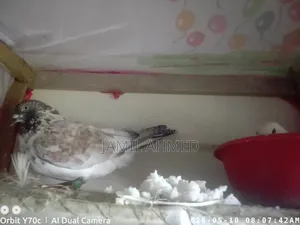 Rani Giribaz Pigeons