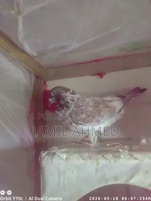 Rani Giribaz Pigeons