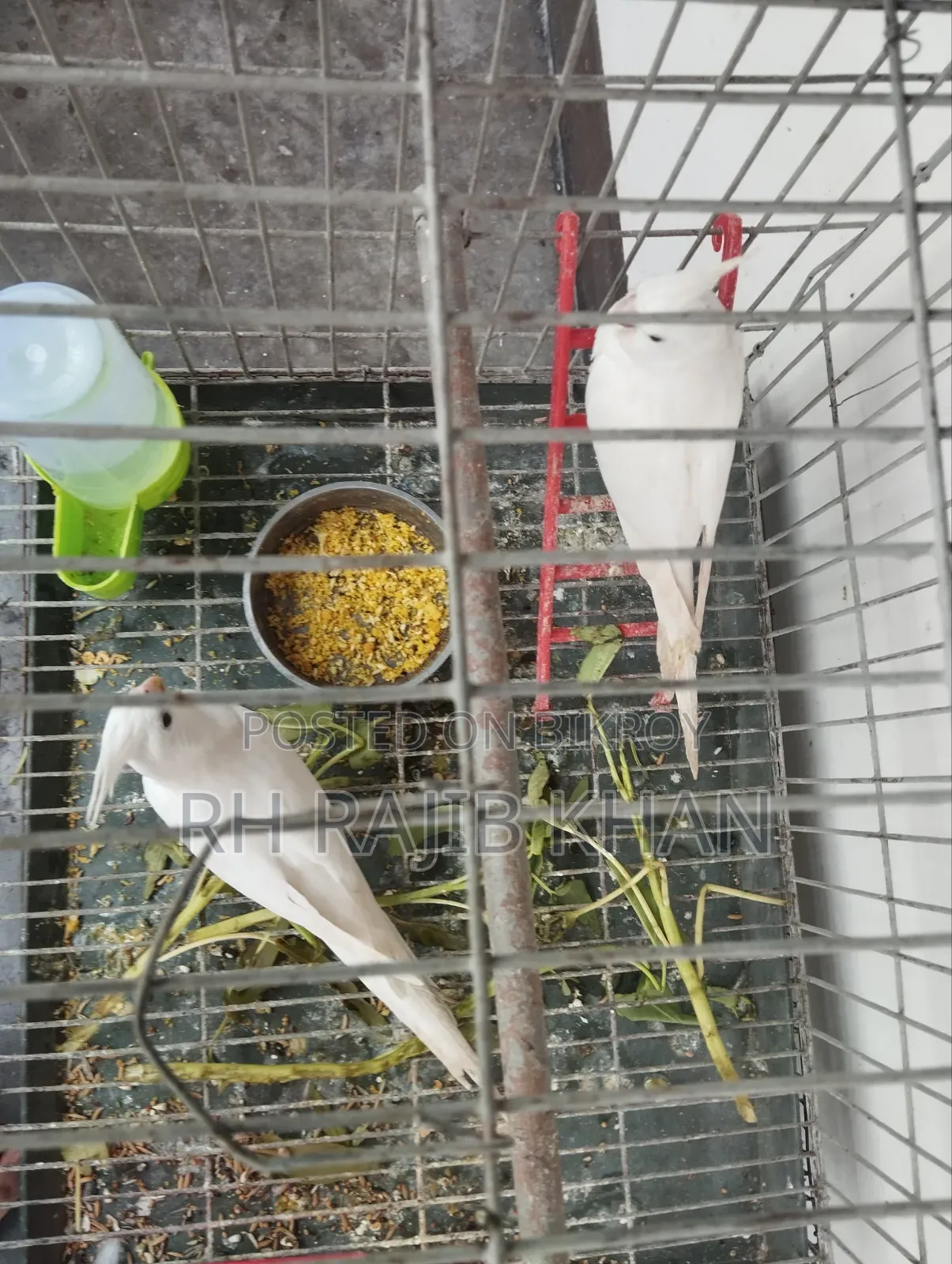 এল বিনো রেড আই ককাটেল