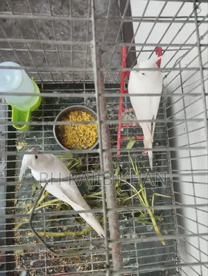এল বিনো রেড আই ককাটেল