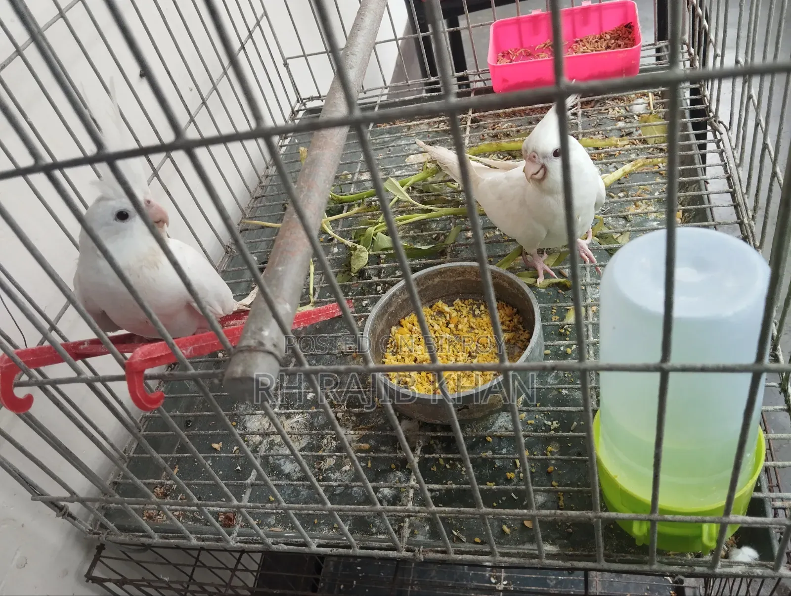 এল বিনো রেড আই ককাটেল