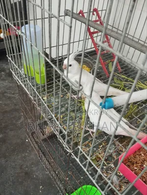 এল বিনো রেড আই ককাটেল