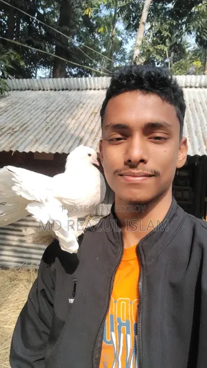 Mouri / Lokkha Male Pigeon
