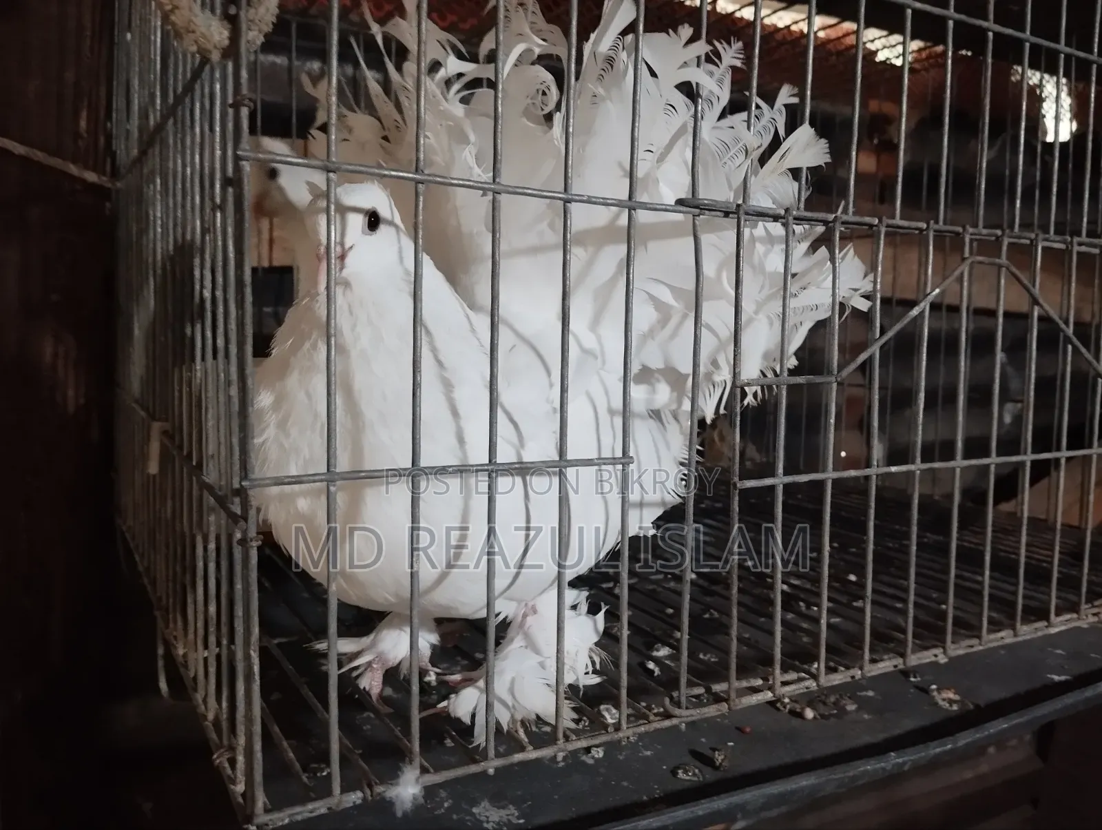 ময়ূরি /লক্ষা নর