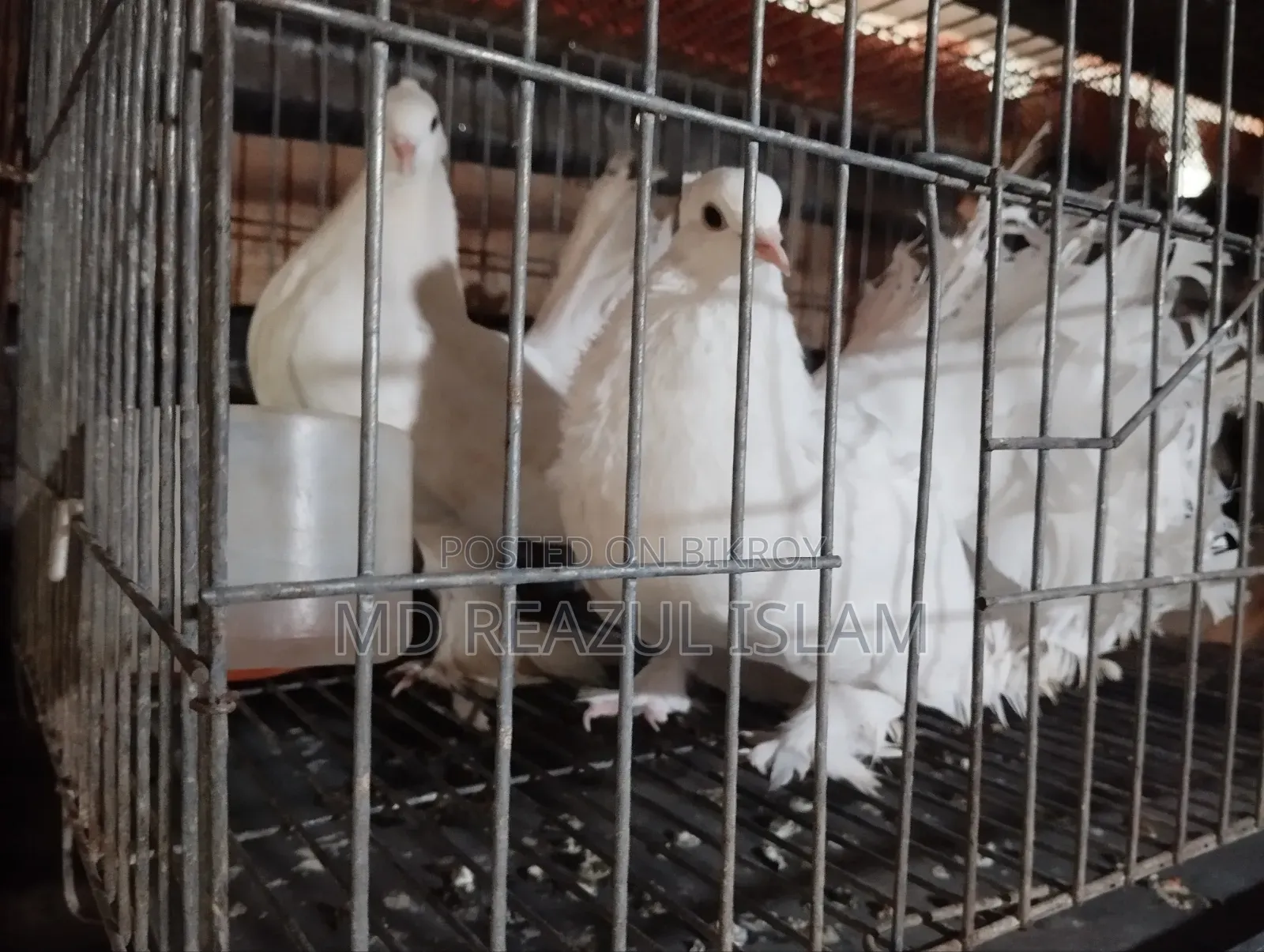 ময়ূরি /লক্ষা নর