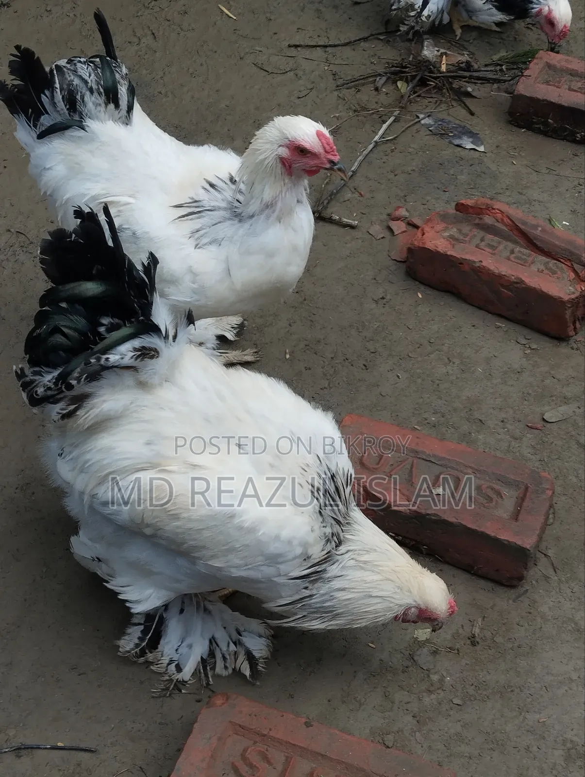 Brahma Rooster