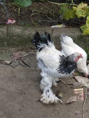 Brahma Rooster
