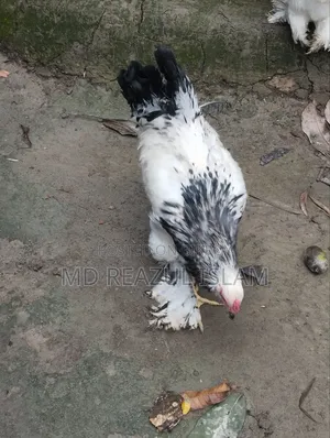 Brahma Rooster