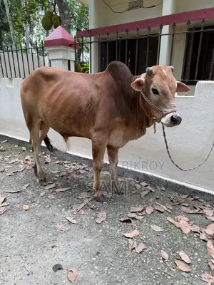 কোরবানির জন্য গরু বিক্রি