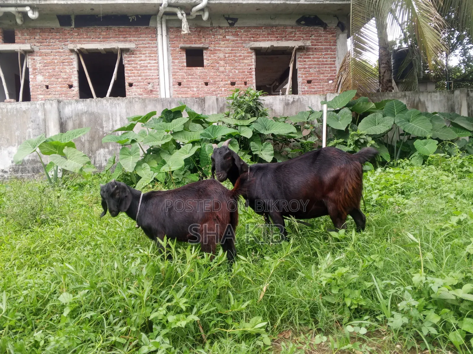 Pregnant Goat with a Kid