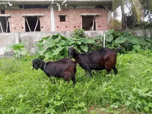 Pregnant Goat with a Kid