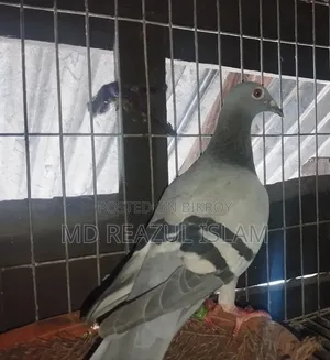 রেসার মাদি