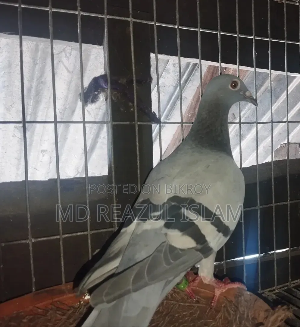 রেসার মাদি