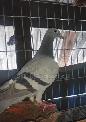 Racer Hen
