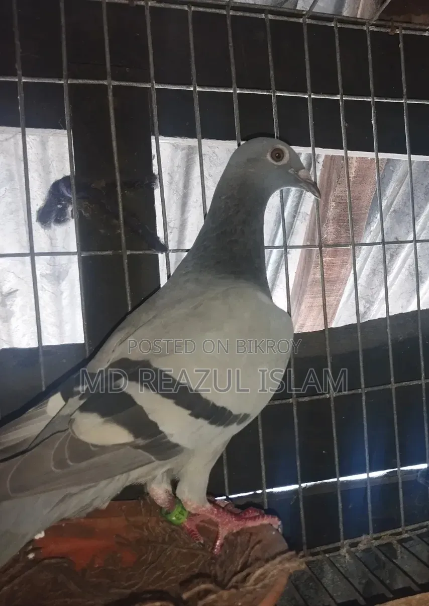 রেসার মাদি