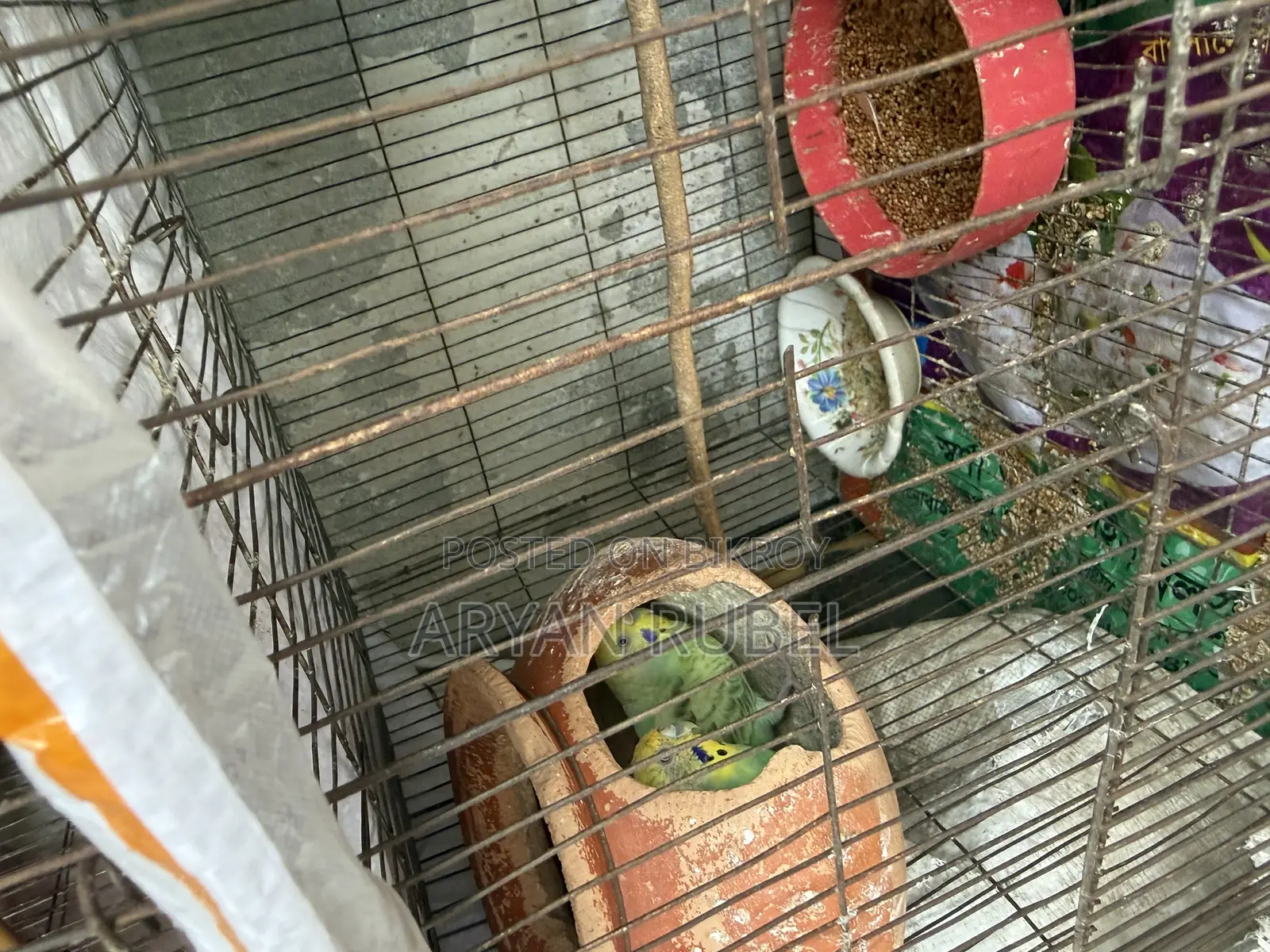 Budgerigar birds with cage