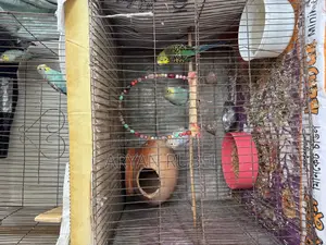 Budgerigar birds with cage
