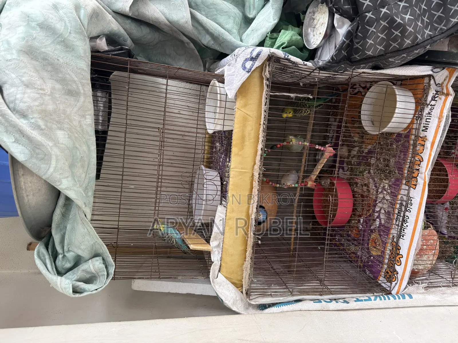 Budgerigar birds with cage