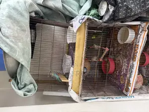 Budgerigar birds with cage
