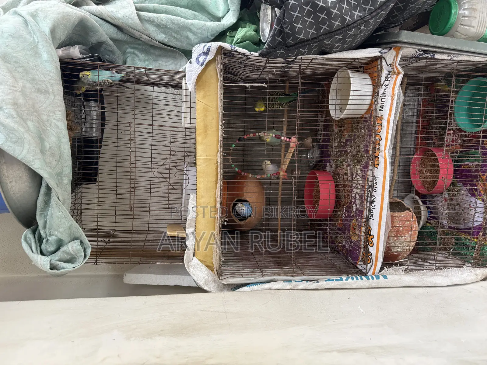 Budgerigar birds with cage
