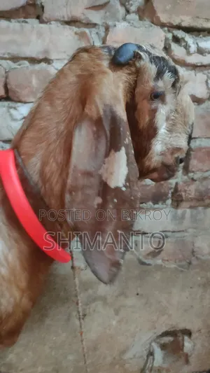 Goats (2 Tota Cross, 1 Pregnant Black Bengal)