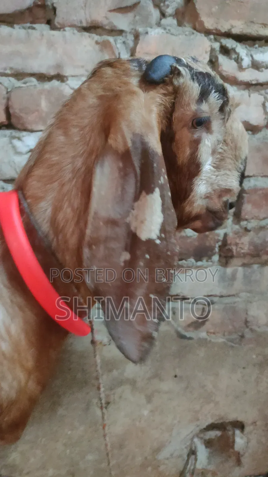 রাম ছাগল (বকরি = তোতা ক্রস ২টা, ব্ল্যাক বেঙ্গল প্রেগন্যান্ট একটা)